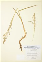 藏品(北地草)的圖片